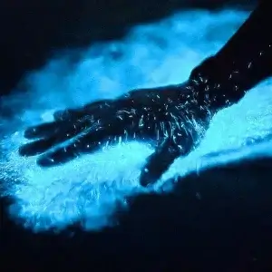 Bioluminescence Tour