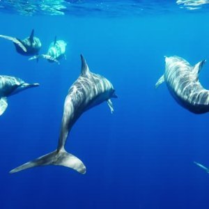 Dolphin & Whale Boat Trip