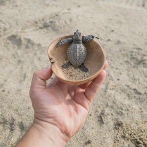 Baby Turtle Release
