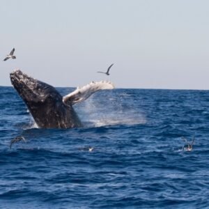 Private Dolphin & Whale Boat Trip